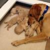 Zelda with her first litter