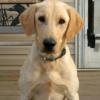 Maple Creek's Captain Morgan, 16 months
