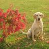 Maple Creek's Captain Morgan, 16 months