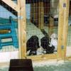 Puppy Playground