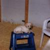 Puppy Playground