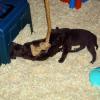Puppy Playground