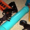 Puppy Playground