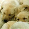 Sleeping puppies