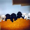 Pups from Blindfaith's Renegade MH and FC-AFC Calumet's Sonic Boom