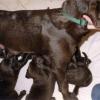 A litter of chocolate puppies