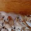 A litter of yellow puppies