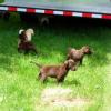 Puppies