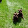 Puppies