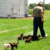 Bill with the Puppies