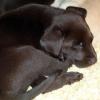 Puppy Sleeping