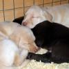Sleeping Puppies
