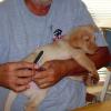 Puppy Manicure