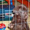 Puppy in His Cage