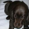 Choclate female, 3 1/2 weeks old