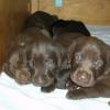 Maggie's 2006 litter at 3 1/2 weeks