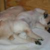 Totally relaxed-- Ruff's 2006 litter
