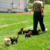 Follow the leader