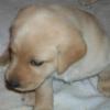 Ruff's 2006 litter -yellow female