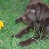 Maggie's 2006 litter-- 9wks