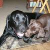 Ready to play with the big dogs