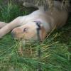 Relaxing as a spectator at her first hunt test