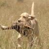 First time retrieving a duck
