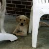 Blindfaith's Ruffian, 7 weeks