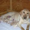 Ruff with her 3rd litter