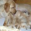 Ruff with her 3rd litter