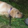 Ripley, 9 weeks
