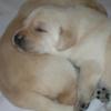 Male pup, 2 weeks old