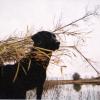Sophie in S. Ill duckblind