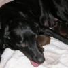Sophie with her first litter