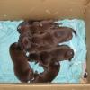 Everyone loves a box of chocolates