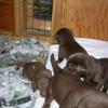 Puppies