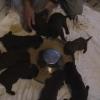 Puppies