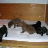 Leaving the whelping box