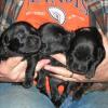 Sophie's Dream Girls, 3 weeks