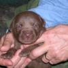 Sophie's chocolate male, 2 1/2 weeks