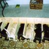 Puppy Feeding Stalls