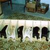 Puppy Feeding Stalls