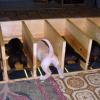 Puppy Feeding Stalls