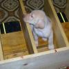 Puppy Feeding Stalls