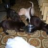 Puppy Feeding Stalls