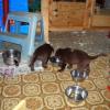 Puppy Feeding Stalls