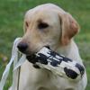 Ten's first retrieve for Marcia