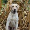 Ten poses in the corn