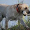 Returning from a water retrieve