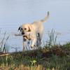 A perfect water blind!